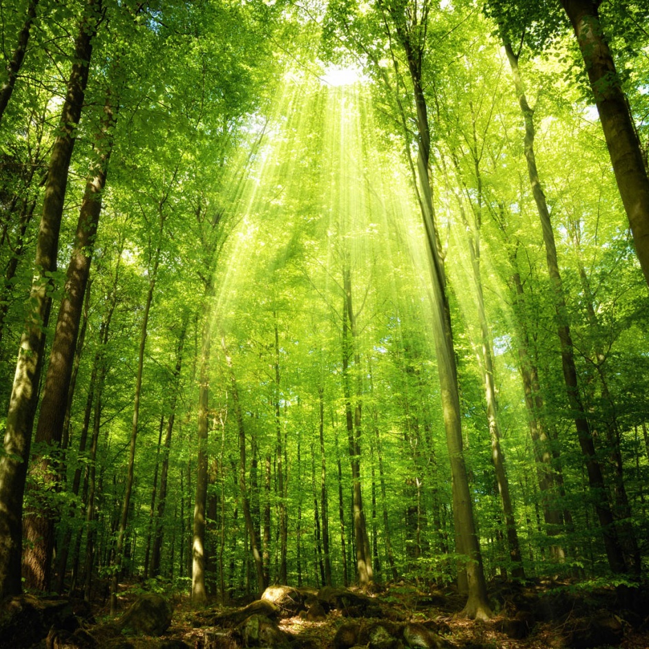 阳光下的绿色树林风景图片