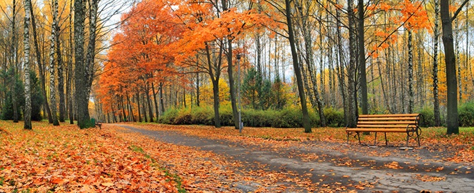 唯美秀丽的秋天树林壁纸精选