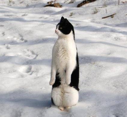 山寨版的企鹅搞笑图片