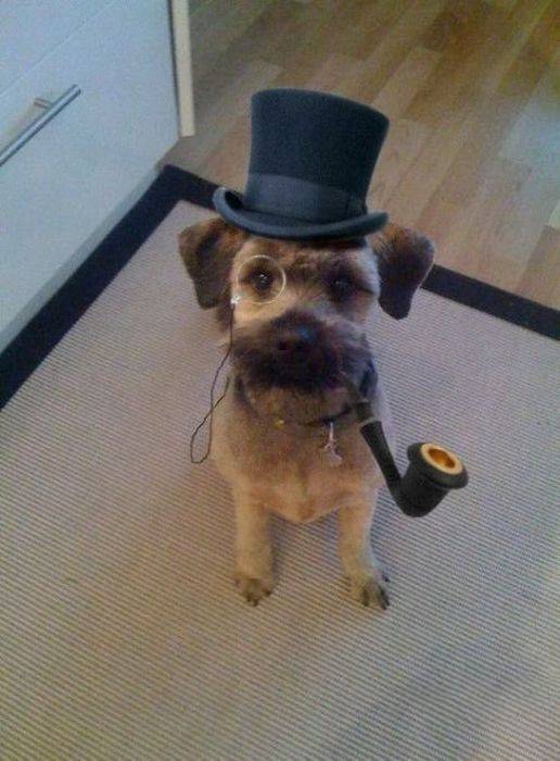 打扮绅士的狗狗恶搞图片
