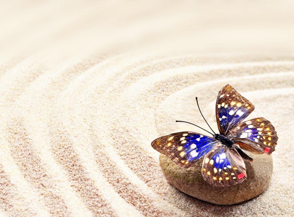 鹅卵石上的蝴蝶唯美图片