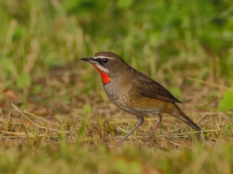 观赏鸟类红点颏高清图片