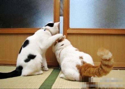 两只偷看的猫搞笑图片