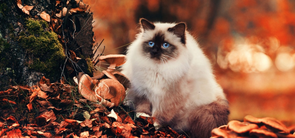 秋天森林可爱萌猫咪图片