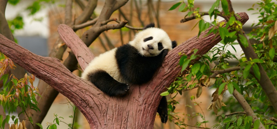 在树枝上睡觉的熊猫图片