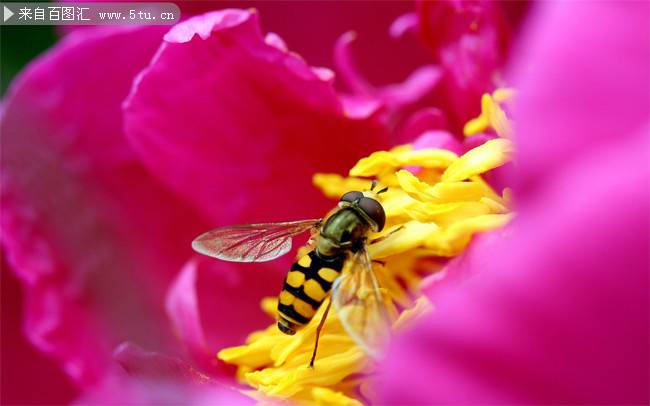 唯美的鲜花和蜜蜂摄影图片