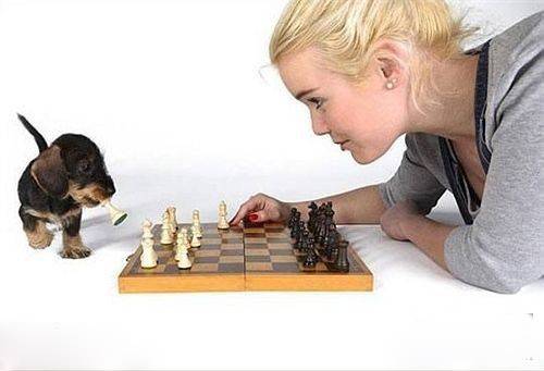 狗狗下象棋恶搞图片