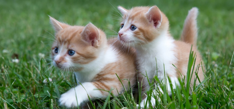 草坪上的超可爱小猫咪壁纸
