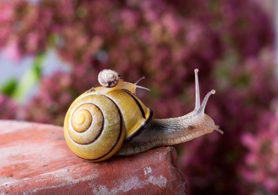 高清蜗牛摄影特写图片素材