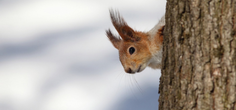 可爱机灵的小松鼠摄影图片