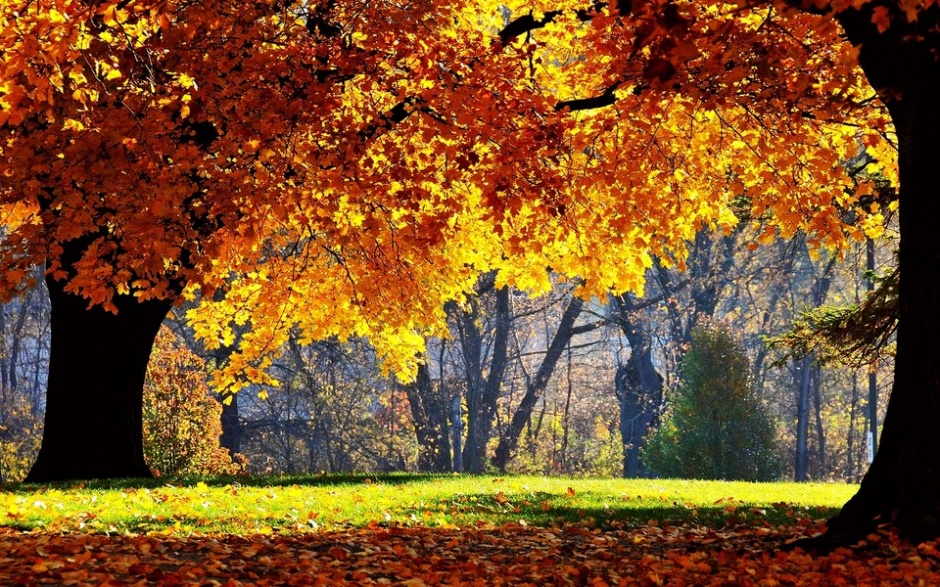 浪漫唯美秋天森林迷人风景图片
