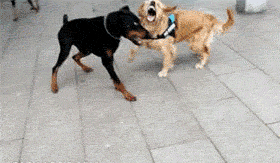 搞笑狗狗打架gif图片