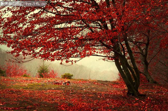 秋天的枫树唯美景色图片