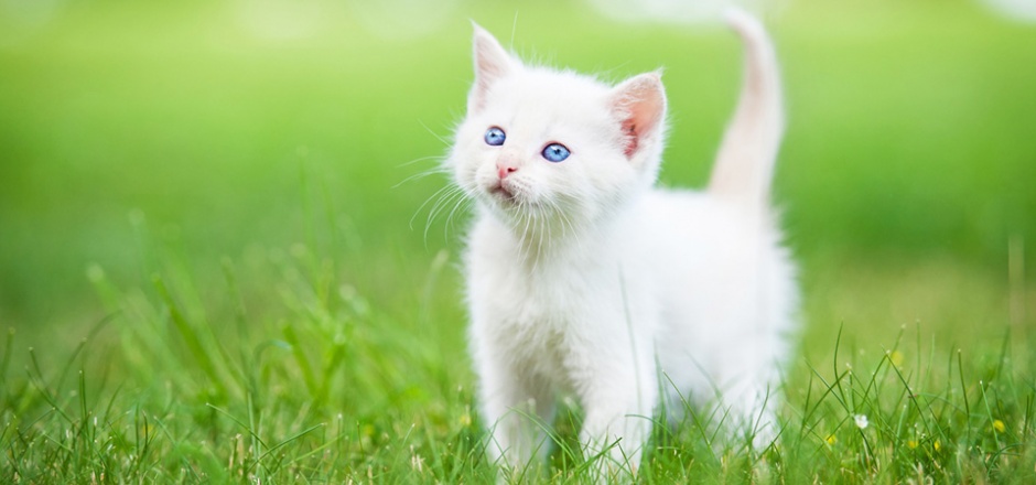 草地玩耍的纯白色猫咪图片