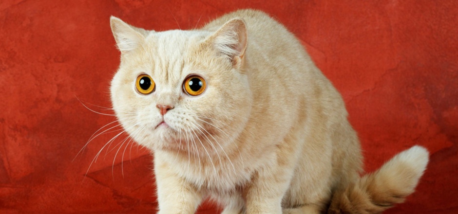 眼神呆萌可爱的白色英短猫图片