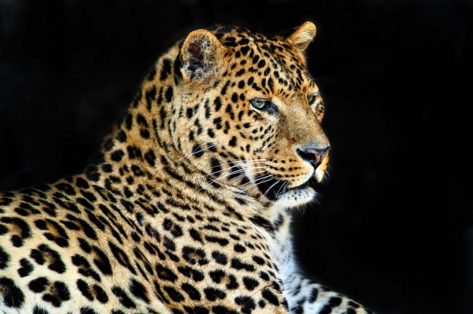 眼神犀利凶猛的非洲花豹图片
