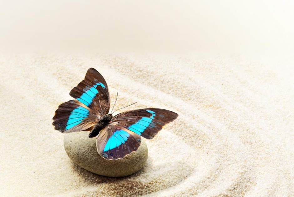 鹅卵石上的蝴蝶唯美图片