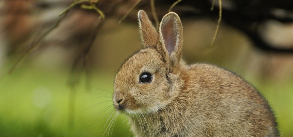 灰色的小兔子高清摄影图片