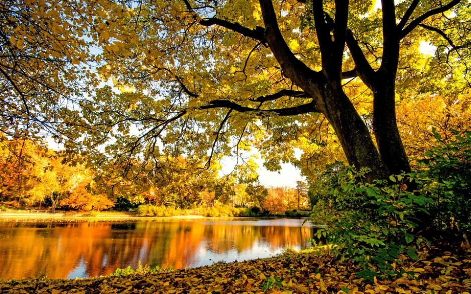 浪漫唯美秋天森林迷人风景图片