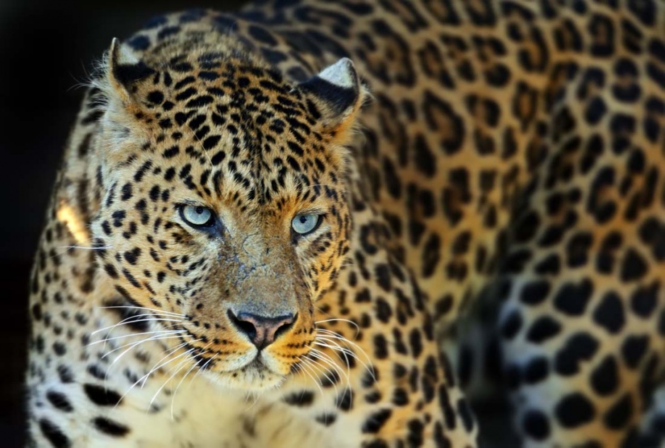 眼神犀利凶猛的非洲花豹图片