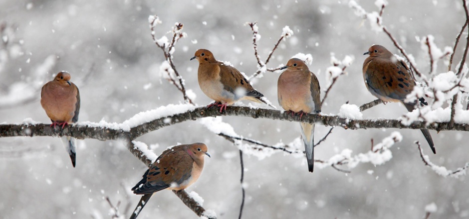 雪枝上的野生保护鸟类图片