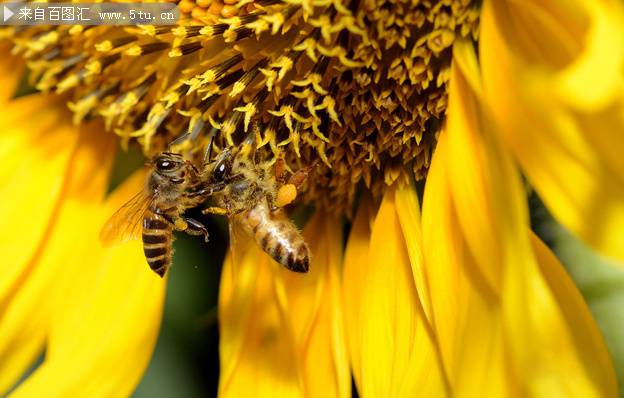 蜜蜂采蜜的超清特写图片