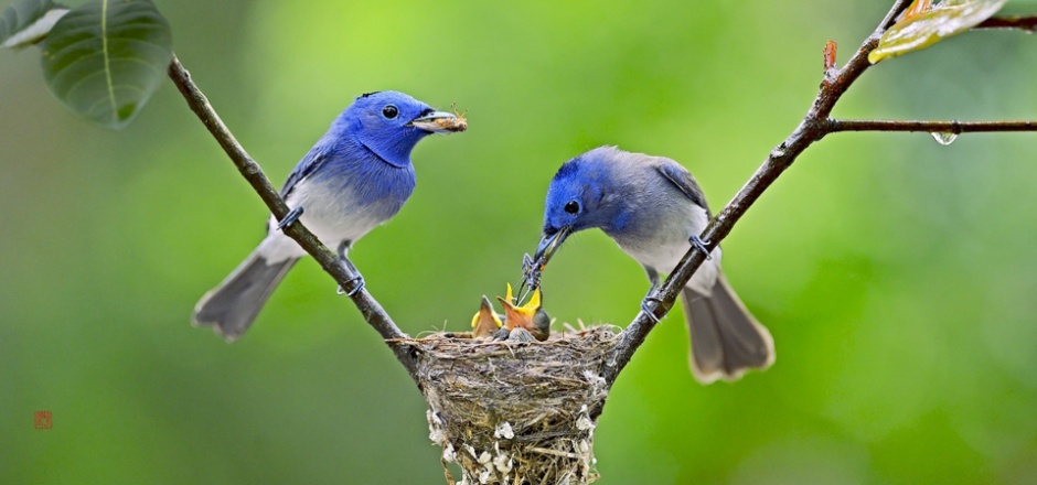 鸟喂食的高清摄影图片欣赏