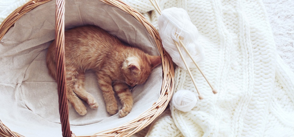 篮子里萌萌的小猫睡觉图片
