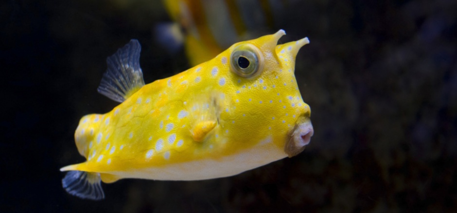 可爱的黄色斑点小鱼图片