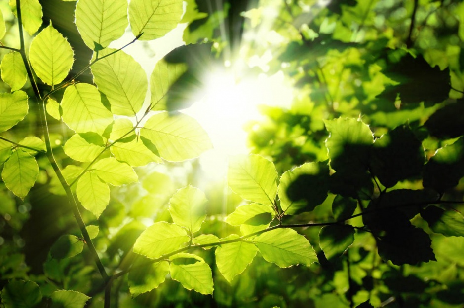 阳光下的绿色树林风景图片