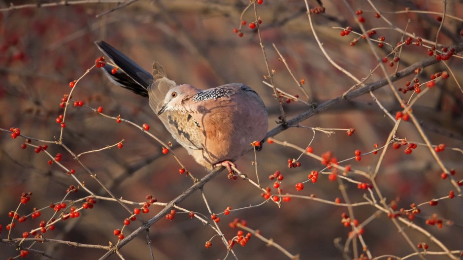 树枝上的斑鸠鸟高清图片