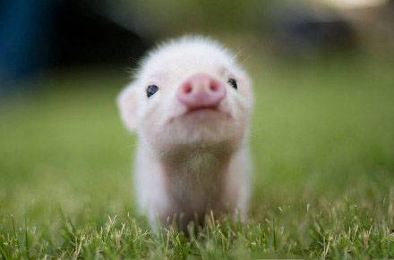 史上最萌的猪搞笑动物图