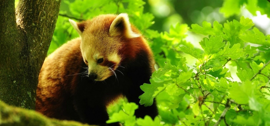 大自然森林里可爱的小浣熊图片