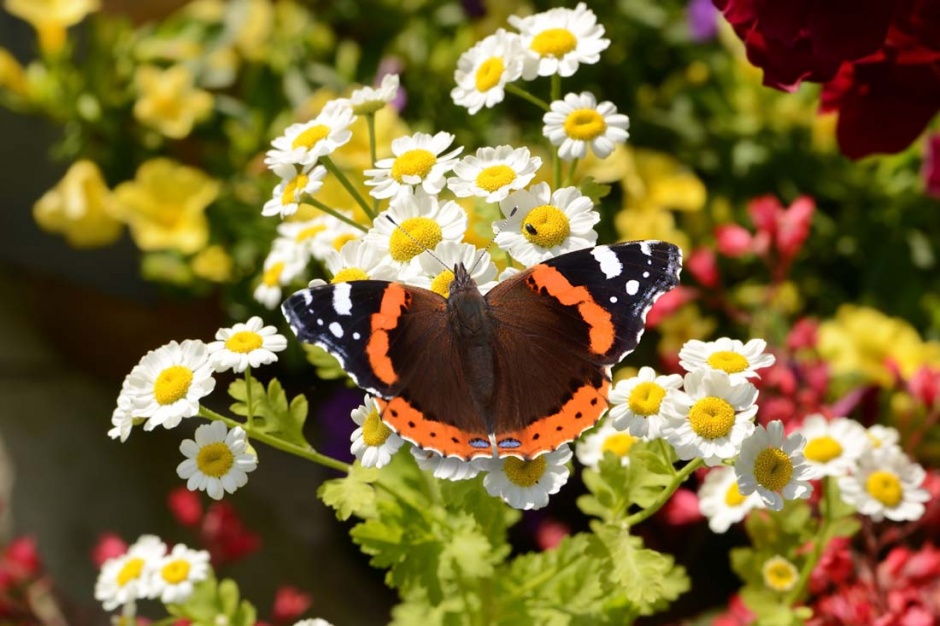 花朵上的蝴蝶高清摄影图片