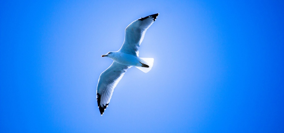 蓝色天空中飞翔的鸟图片