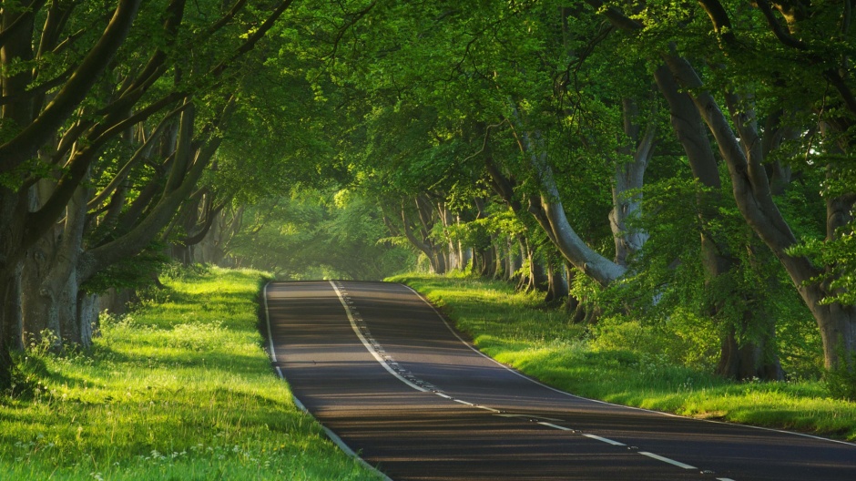 青翠迷人的森林唯美公路美景壁纸