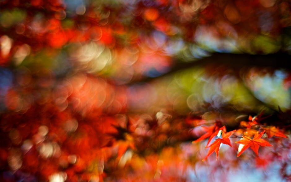 唯美的秋风落叶高清壁纸