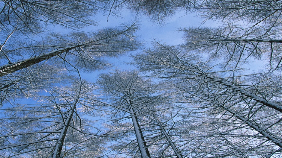 冬季唯美护眼雪景电脑桌面壁纸