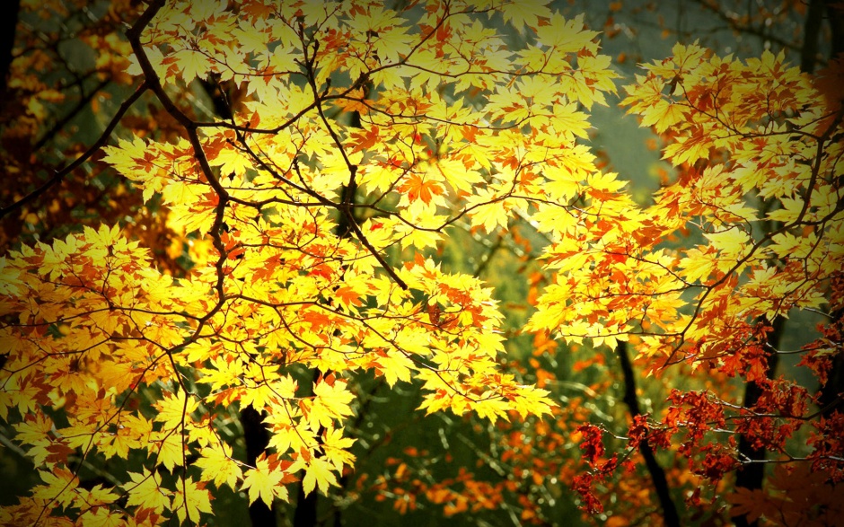 秋天的唯美枫叶风景壁纸