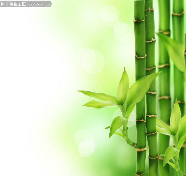 绿色的竹子唯美简约高清背景图