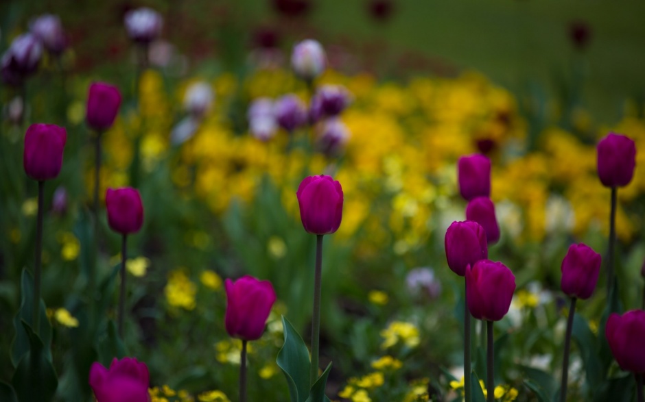 初春娇媚紫色郁金香花卉壁纸