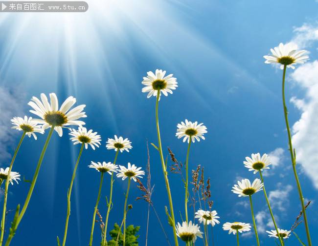 阳光下的白色野菊花图片