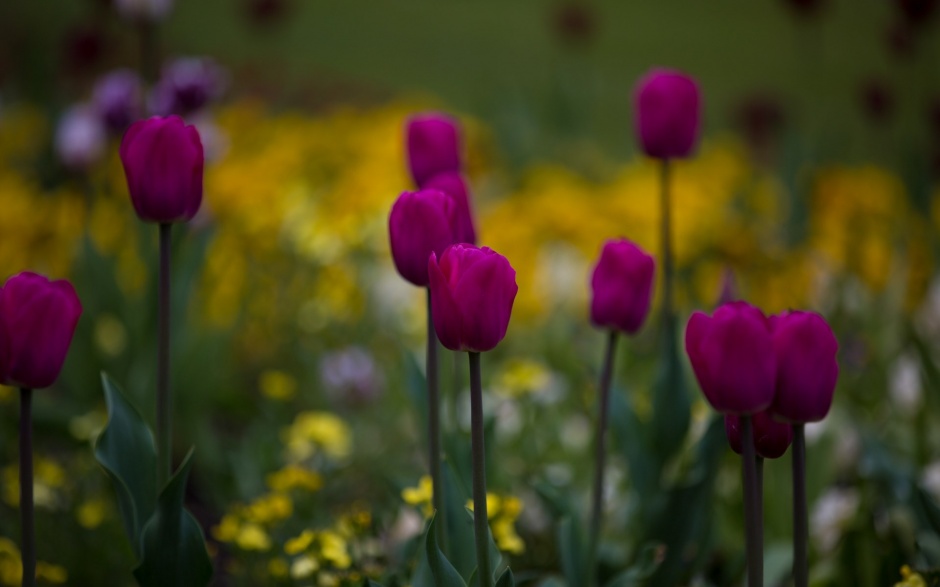 初春娇媚紫色郁金香花卉壁纸