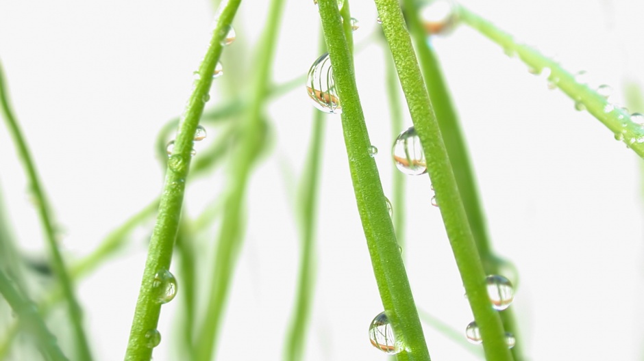 超高清护眼绿色植物晶莹水滴壁纸