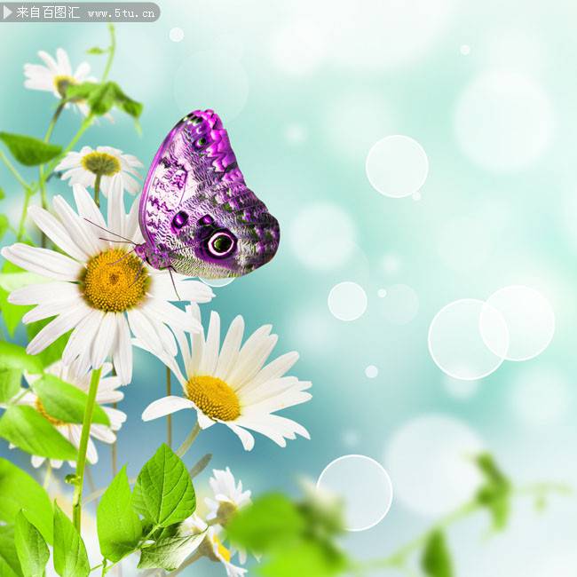 花朵上的蝴蝶唯美意境简约背景图片