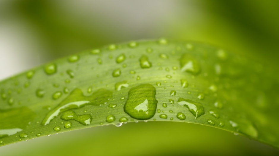 超高清护眼绿色植物晶莹水滴壁纸