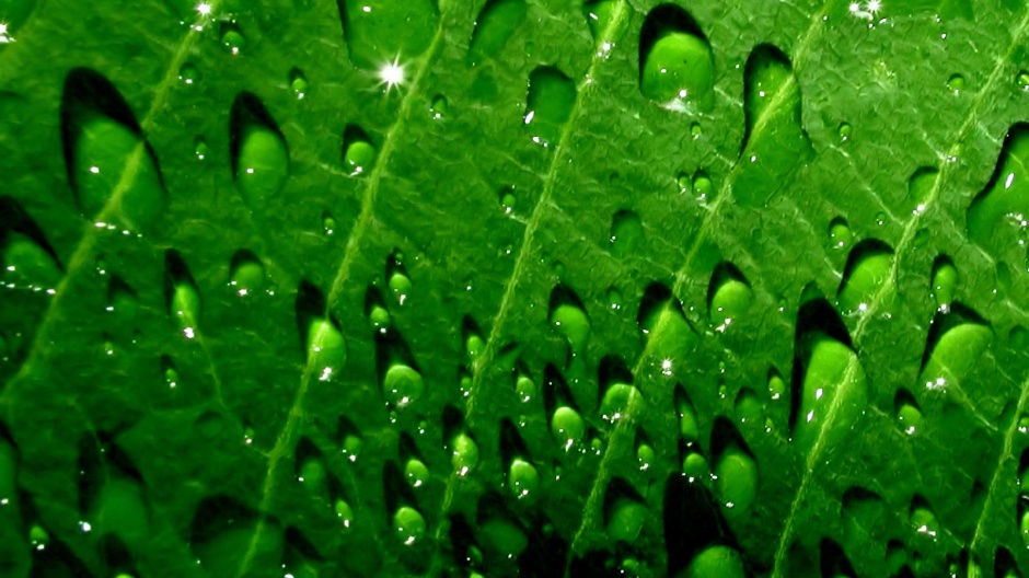 超高清护眼绿色植物晶莹水滴壁纸