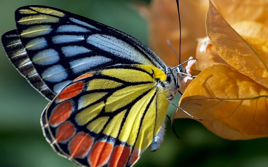 大自然美丽的蝴蝶高清壁纸