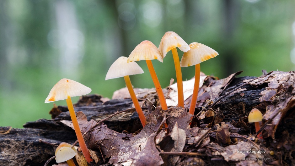 绿色森林雨后蘑菇摄影高清壁纸
