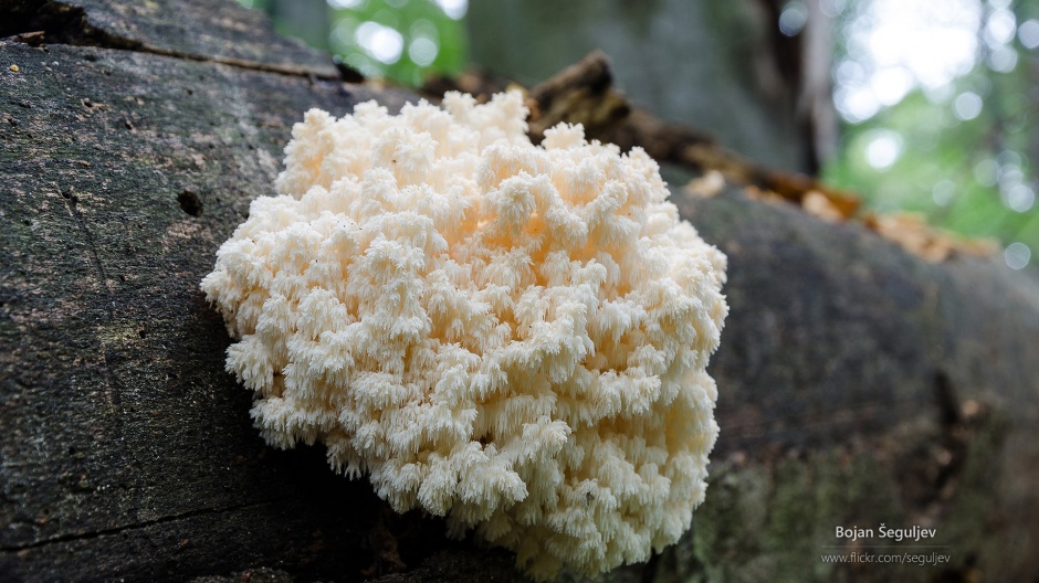 绿色森林雨后蘑菇摄影高清壁纸